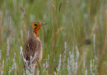 Orange throated longclaw