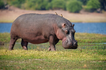 Hippopotamus in the Okavanga Delta in Botswana. An aggressive hippo bull shows dominant behaviour