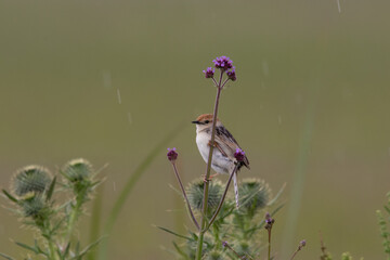 Cisticola