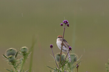 Cisticola