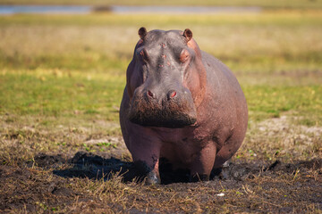Hippopotamus in the Okavanga Delta in Botswana. An aggressive hippo bull shows dominant behaviour