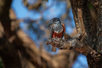 Giant Kingfisher (Megaceryle maxima) flying after catching in the Chobe River in Botswana