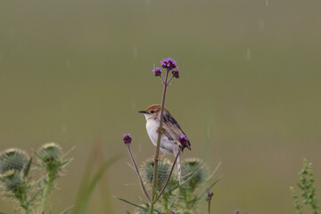 Cisticola