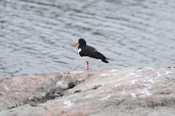 Oystercatcher