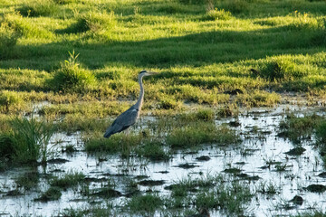 Heron