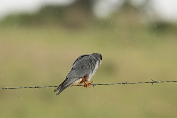 Amur Falcon