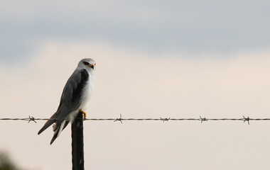 Black winged kite