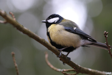 Obraz premium Great tit