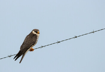 Amur falcon