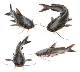 Catfish Isolated on  transparent background in Different Positions