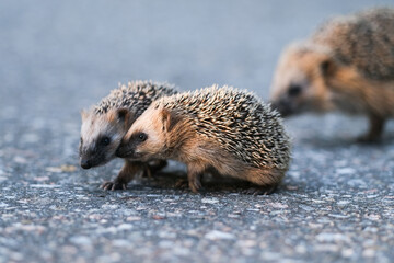 Young hedgehogs © Laks