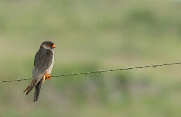 Amur Falcon