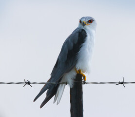 Black Winged Kite