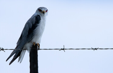 Black Winged Kite