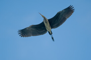 Heron flying with wide spread wings on clear blue sky background