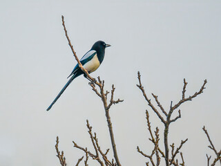 Magpie perching on bare branches