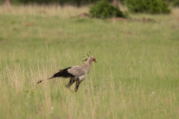Secretary Bird