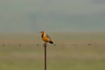 Orange breasted long claw