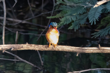 Malachite Kingfisher