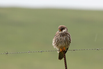 Amur Falcon