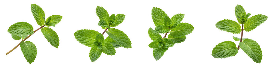 Set of Fresh Peppermint Sprig