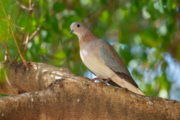 Laughing Dove Spilopelia senegalensis, Small, similar in size to European Turtle-Dove. 
