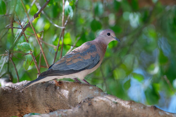 Laughing Dove Spilopelia senegalensis, Small, similar in size to European Turtle-Dove. 