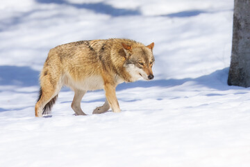 Bavaria- european wolf standing in snow. European wolf Canis Lupus in natural habitat.
