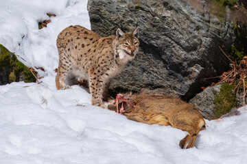Lynx in winter with prey. Eurasian lynx, Lynx lynx, walks in snowy beech forest. Predator in habitat.