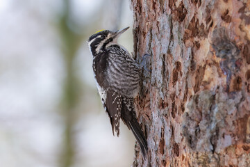 Eurasian three-toed woodpecker, The Eurasian three-toed woodpecker (Picoides tridactylus) is a medium-sized woodpecker that is found from northern Europe across northern Asia to Japan.