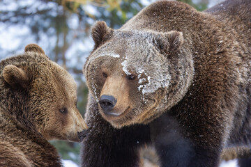 European brown bear fighting (Ursus arctos arctos), animal scenting, winter, Bavarian Forest...