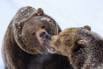 European brown bear fighting (Ursus arctos arctos), animal scenting, winter, Bavarian Forest...
