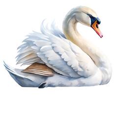 Fototapeta premium mute swan cygnus olor isolated on transparent background. PNG
