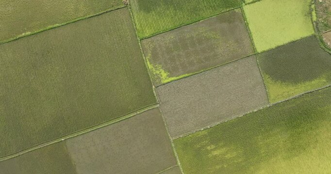 Aerial view of beautiful green rice fields with textured patterns and lines, Dhaka, Dhaka Province, Bangladesh.