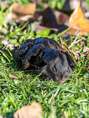 Obraz premium A small dark mouse nestled in green grass partially hidden under a dried dark brown fruit rind basking in the sun.