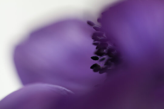 close up of a purple flower