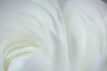 close up of white flower