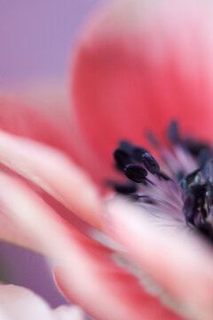 macro of a pink flower
