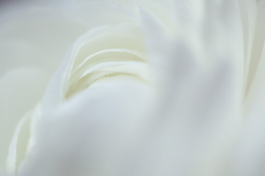 white abstract flower