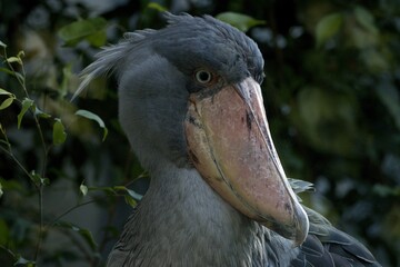 shoebill stork