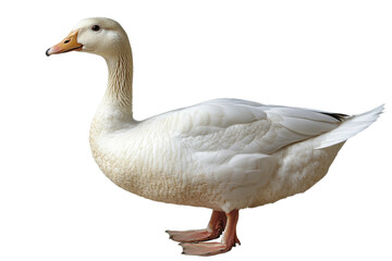 Obraz premium White duck standing on a transparent background