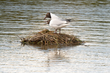 Busard des roseaux,.Circus aeruginosus, Western Marsh Harrier