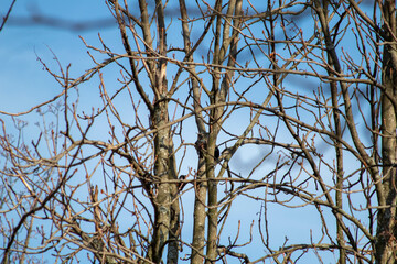 dozens of starlings perched on the branches of a tree, creating a beautiful display of black and white patterns