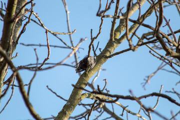 flock of starlings sitting on a bare tree, their distinctive spotted feathers contrasting against the blue sky