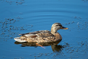 pair of ducks swimming together in a peaceful pond, their reflections shimmering on the water