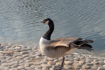 goose preening its feathers by the riverbank, surrounded by tall grass and wildflowers