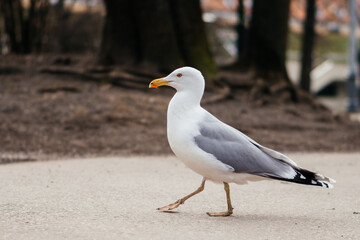 A majestic seagull confidently walking along a paved path in a natural park setting, showcasing its elegant white and gray feathers