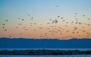 birds in the sky