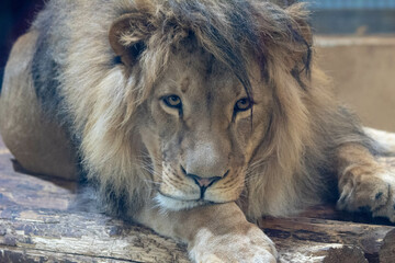 Naklejka premium Powerful Male Lion Standing Tall in the Grasslands, His Golden Mane Flowing in the Wind