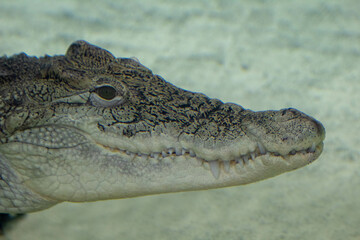Powerful Crocodile Resting on a Muddy Riverbank, Its Sharp Eyes Watching Quietly Beneath the...
